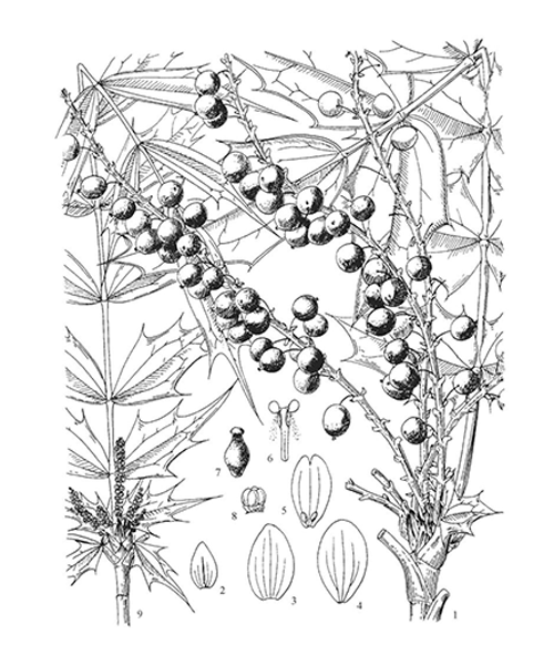 Natural compounds from  Mahonia bealei